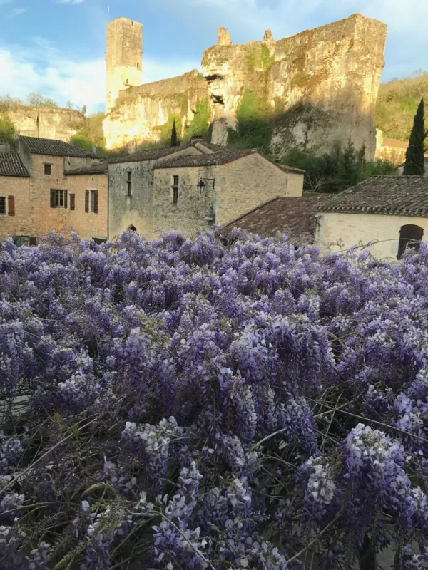 Champ de glycine et vu sur le chateau de Gavaudun